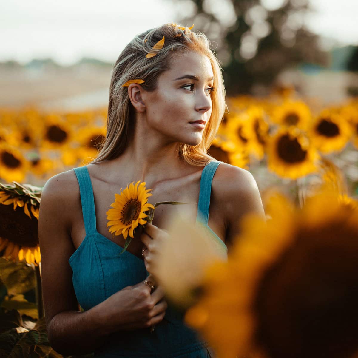 Sunflower